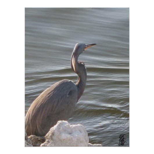 Poster Great Blue Heron by the Water (Devant)