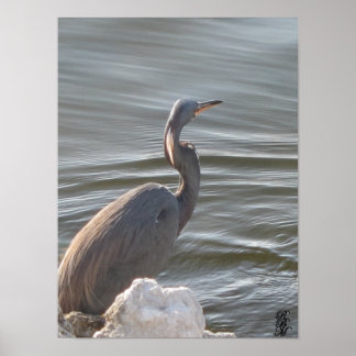 Poster Great Blue Heron by the Water