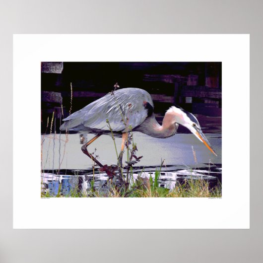 Poster Great Blue Heron Foraging (Devant)