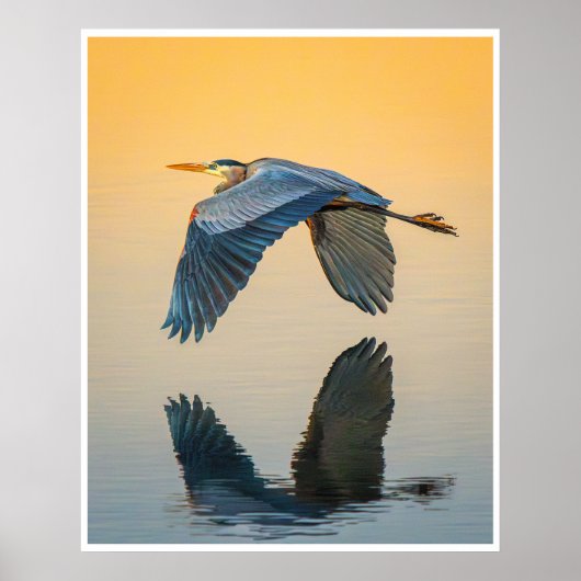 Poster Great Blue Heron Reflection Wildlife Bird Photo (Devant)