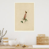 Poster Great Carolina Wren (Cuisine)