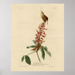 Poster Great Carolina Wren - Audubon's Birds of America