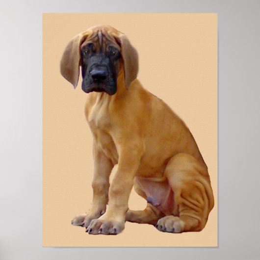 Poster Great Dane King of Dogs Imprimer (Devant)