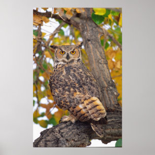 Poster Great Horned Owl
