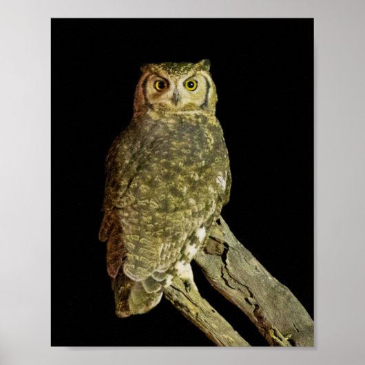 Poster Great Horned Owl at Night (Devant)