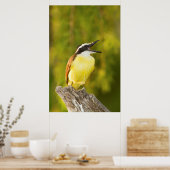 Poster Great Kiskadee (Cuisine)