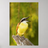 Poster Great Kiskadee (Devant)