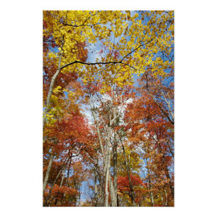 Poster Great Smoky Mountains Parc national Leaves automna