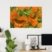 Poster Great Spangled Fritillaries on Butterfly Milkweed (Bureau à domicile)