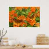 Poster Great Spangled Fritillaries on Butterfly Milkweed (Cuisine)