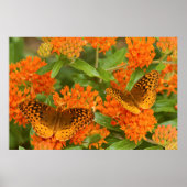 Poster Great Spangled Fritillaries on Butterfly Milkweed (Devant)