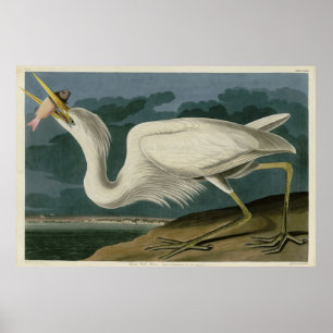 Poster Great White Heron, from Audubon's Birds of America