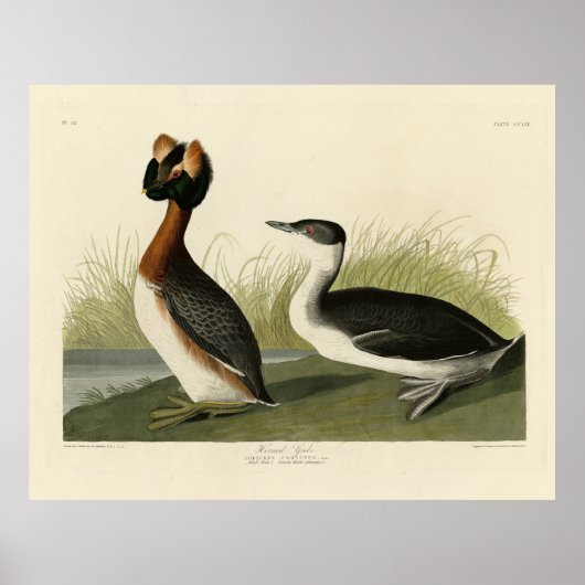 Poster Grebe cornée des oiseaux d'Amérique de John Audubo (Devant)