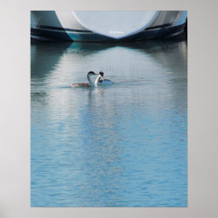 Poster - Grebes sur Calm Harbour