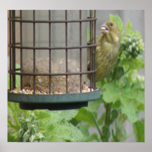 Poster Greedy Greenfinch Print