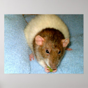 Poster Greedy Rat