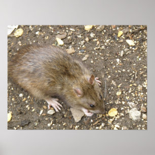 Poster Greedy Rat Print