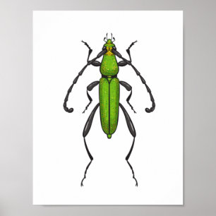 Poster Green beetle