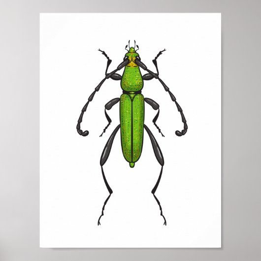 Poster Green beetle (Devant)