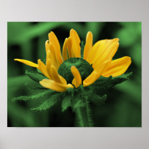 Poster Green Black Eyed Susan Abstraite Flower Art