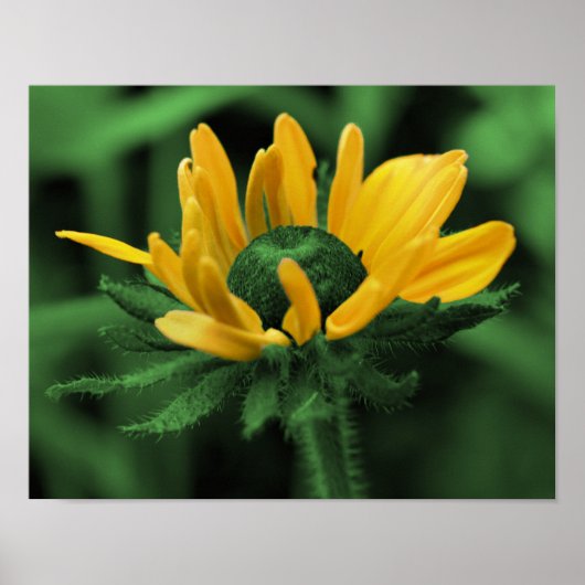 Poster Green Black Eyed Susan Abstraite Flower Art (Devant)