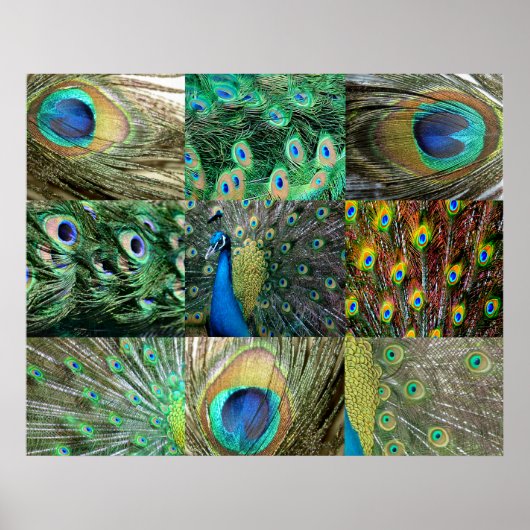 Poster Green Blue Peacock photo collage (Devant)
