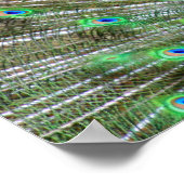 Poster Green Blue Peacock photo collage (Coin)