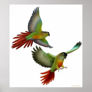Poster Green Cheek Conures