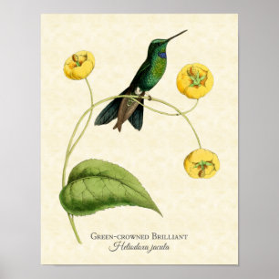 Poster Green Crowned Brillier Hummingbird Art Print