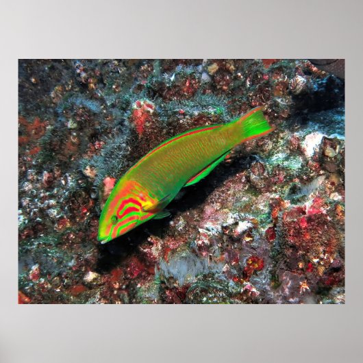 Poster Green et Red Wrasse (Devant)