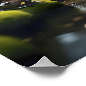 Poster Green Frog Forest Life, (Coin)