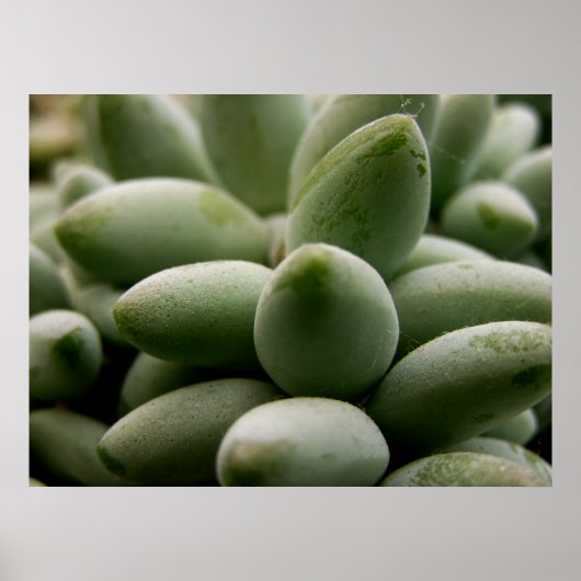 Poster Green Gems (Devant)