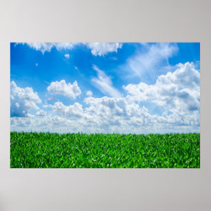 Poster Green grass and blue sky