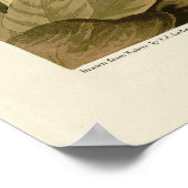 Poster Green Heron, les oiseaux d'Amérique de John James (Coin)