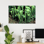 Poster Green Pitcher Plant (Bureau à domicile)