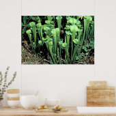 Poster Green Pitcher Plant (Cuisine)