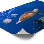 Poster Green Sea Turtle nageant avec deux Batfish (Coin)