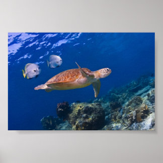 Poster Green Sea Turtle nageant avec deux Batfish