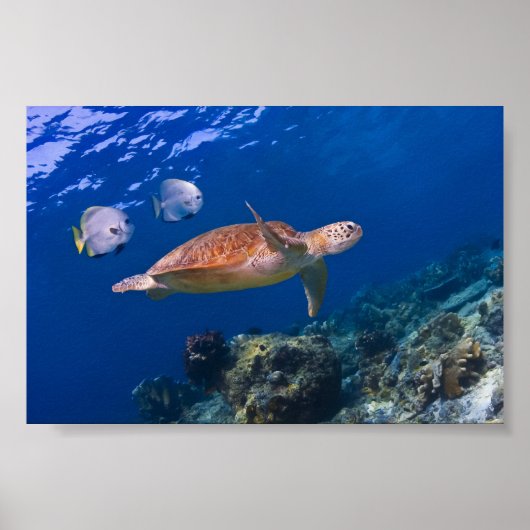 Poster Green Sea Turtle nageant avec deux Batfish (Devant)