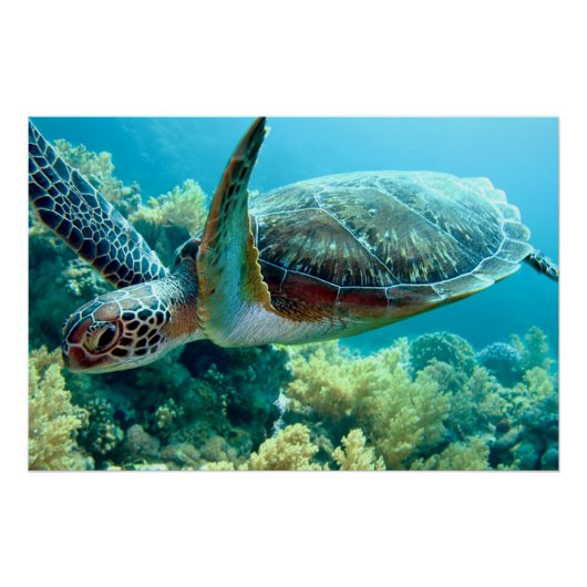 Poster Green Sea Turtle Swims the Red Sea (Devant)