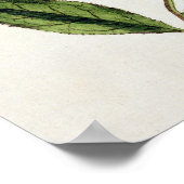 Poster Green Tea, plate 351 from 'A Curious Herbal', publ (Coin)