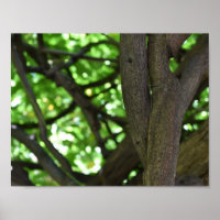 Green Wisteria Pergola Tree Nature Photographie