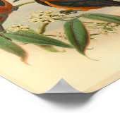 Poster Grêle roux Noir Vintage Oiseau rouge Imprimer (Coin)