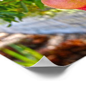 Poster Grenade en Sonoma, Californie (Coin)