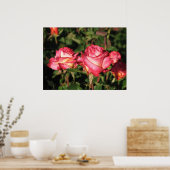 Poster Grenade Hybrid Tea Roses 045 (Cuisine)