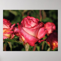 Grenade Hybrid Tea Roses 046