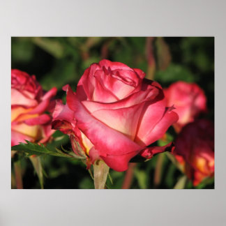 Poster Grenade Hybrid Tea Roses 046