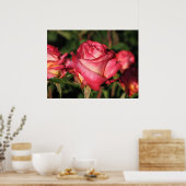 Poster Grenade Hybrid Tea Roses 046 (Cuisine)