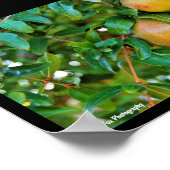 Poster Grenades d'Automne (Coin)