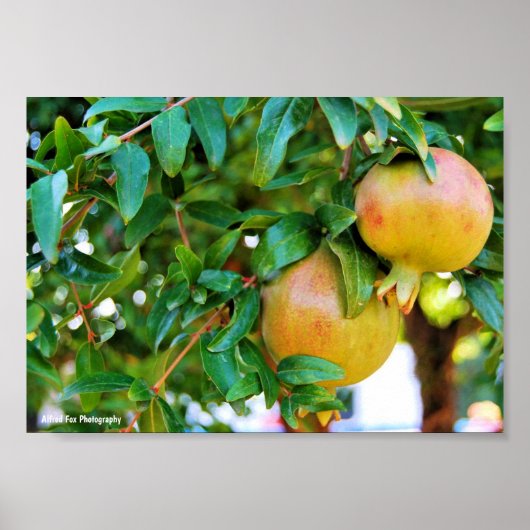 Poster Grenades d'Automne (Devant)